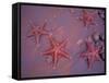 Sea Stars on Red Sandy Beach, Rabida Island, Galapagos Islands, Ecuador-Jack Stein Grove-Framed Stretched Canvas