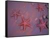 Sea Stars on Red Sandy Beach, Rabida Island, Galapagos Islands, Ecuador-Jack Stein Grove-Framed Stretched Canvas