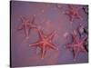 Sea Stars on Red Sandy Beach, Rabida Island, Galapagos Islands, Ecuador-Jack Stein Grove-Stretched Canvas