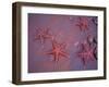 Sea Stars on Red Sandy Beach, Rabida Island, Galapagos Islands, Ecuador-Jack Stein Grove-Framed Premium Photographic Print