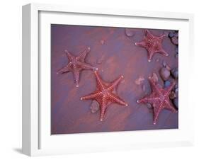 Sea Stars on Red Sandy Beach, Rabida Island, Galapagos Islands, Ecuador-Jack Stein Grove-Framed Premium Photographic Print
