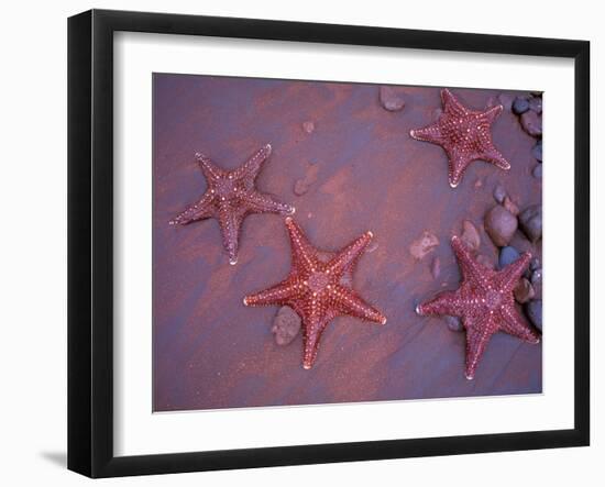 Sea Stars on Red Sandy Beach, Rabida Island, Galapagos Islands, Ecuador-Jack Stein Grove-Framed Photographic Print