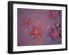 Sea Stars on Red Sandy Beach, Rabida Island, Galapagos Islands, Ecuador-Jack Stein Grove-Framed Photographic Print