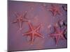 Sea Stars on Red Sandy Beach, Rabida Island, Galapagos Islands, Ecuador-Jack Stein Grove-Mounted Photographic Print