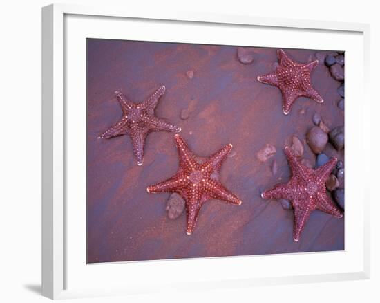 Sea Stars on Red Sandy Beach, Rabida Island, Galapagos Islands, Ecuador-Jack Stein Grove-Framed Photographic Print