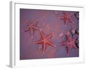 Sea Stars on Red Sandy Beach, Rabida Island, Galapagos Islands, Ecuador-Jack Stein Grove-Framed Photographic Print