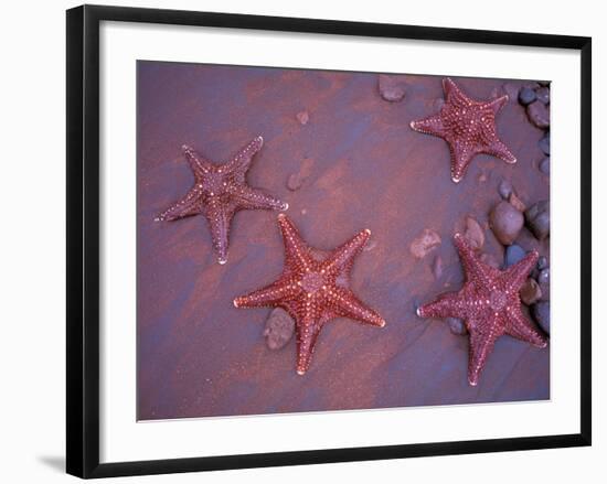 Sea Stars on Red Sandy Beach, Rabida Island, Galapagos Islands, Ecuador-Jack Stein Grove-Framed Photographic Print