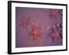 Sea Stars on Red Sandy Beach, Rabida Island, Galapagos Islands, Ecuador-Jack Stein Grove-Framed Photographic Print