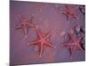 Sea Stars on Red Sandy Beach, Rabida Island, Galapagos Islands, Ecuador-Jack Stein Grove-Mounted Photographic Print