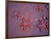 Sea Stars on Red Sandy Beach, Rabida Island, Galapagos Islands, Ecuador-Jack Stein Grove-Framed Photographic Print