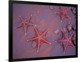 Sea Stars on Red Sandy Beach, Rabida Island, Galapagos Islands, Ecuador-Jack Stein Grove-Framed Photographic Print