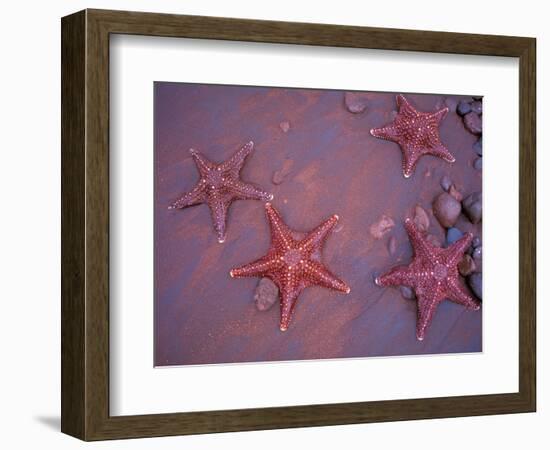 Sea Stars on Red Sandy Beach, Rabida Island, Galapagos Islands, Ecuador-Jack Stein Grove-Framed Photographic Print