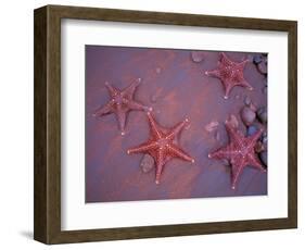 Sea Stars on Red Sandy Beach, Rabida Island, Galapagos Islands, Ecuador-Jack Stein Grove-Framed Photographic Print