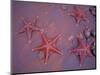 Sea Stars on Red Sandy Beach, Rabida Island, Galapagos Islands, Ecuador-Jack Stein Grove-Mounted Photographic Print