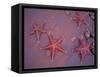 Sea Stars on Red Sandy Beach, Rabida Island, Galapagos Islands, Ecuador-Jack Stein Grove-Framed Stretched Canvas