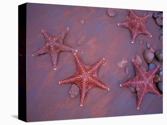 Sea Stars on Red Sandy Beach, Rabida Island, Galapagos Islands, Ecuador-Jack Stein Grove-Stretched Canvas