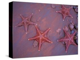 Sea Stars on Red Sandy Beach, Rabida Island, Galapagos Islands, Ecuador-Jack Stein Grove-Stretched Canvas