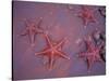 Sea Stars on Red Sandy Beach, Rabida Island, Galapagos Islands, Ecuador-Jack Stein Grove-Stretched Canvas