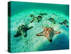 Sea Stars (Protoreaster Nodosus)-Andrea Ferrari-Stretched Canvas