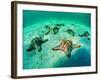 Sea Stars (Protoreaster Nodosus)-Andrea Ferrari-Framed Photographic Print