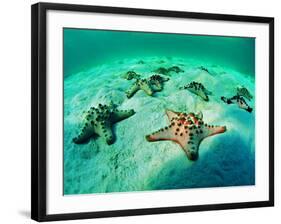 Sea Stars (Protoreaster Nodosus)-Andrea Ferrari-Framed Photographic Print