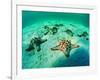 Sea Stars (Protoreaster Nodosus)-Andrea Ferrari-Framed Photographic Print