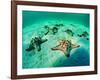 Sea Stars (Protoreaster Nodosus)-Andrea Ferrari-Framed Photographic Print