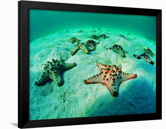 Sea Stars (Protoreaster Nodosus)-Andrea Ferrari-Framed Photographic Print