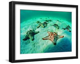 Sea Stars (Protoreaster Nodosus)-Andrea Ferrari-Framed Photographic Print