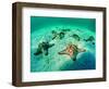 Sea Stars (Protoreaster Nodosus)-Andrea Ferrari-Framed Photographic Print