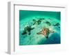 Sea Stars (Protoreaster Nodosus)-Andrea Ferrari-Framed Photographic Print