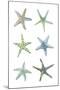 Sea Stars-Sandra Jacobs-Mounted Giclee Print