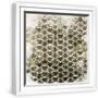 White Frame