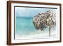 Brown Frame