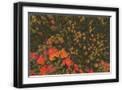 Black Frame