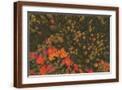 Brown Frame