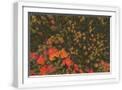 White Frame