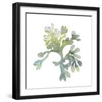 Sea Tangle II-Sandra Jacobs-Framed Giclee Print