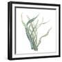 Sea Tangle IV-Sandra Jacobs-Framed Giclee Print