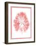 Sea Things IV-Sarah Chilton-Framed Art Print