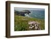 Sea thrift and Kidney vetch flowering on clifftop, Trevose Head, Cornwall, UK, May.-Nick Upton-Framed Photographic Print