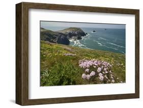 Sea thrift and Kidney vetch flowering on clifftop, Trevose Head, Cornwall, UK, May.-Nick Upton-Framed Photographic Print