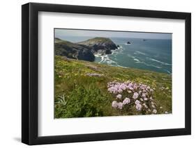 Sea thrift and Kidney vetch flowering on clifftop, Trevose Head, Cornwall, UK, May.-Nick Upton-Framed Photographic Print