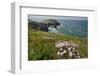 Sea thrift and Kidney vetch flowering on clifftop, Trevose Head, Cornwall, UK, May.-Nick Upton-Framed Photographic Print