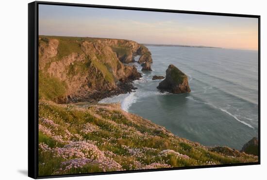 Sea thrift growing on cliffs overlooking Bedruthan Steps, Cornwall, England, United Kingdom, Europe-Stephen Spraggon-Framed Stretched Canvas