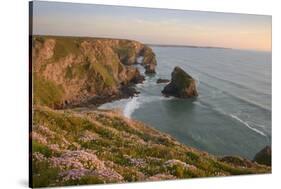 Sea thrift growing on cliffs overlooking Bedruthan Steps, Cornwall, England, United Kingdom, Europe-Stephen Spraggon-Stretched Canvas
