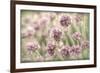 Sea Thrift II-Kathy Mahan-Framed Photographic Print