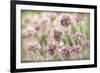 Sea Thrift II-Kathy Mahan-Framed Photographic Print