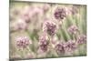 Sea Thrift II-Kathy Mahan-Mounted Photographic Print