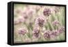 Sea Thrift II-Kathy Mahan-Framed Stretched Canvas